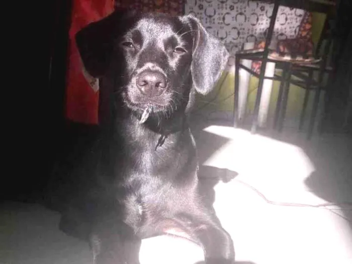 Cachorro raça SRD-ViraLata idade 7 a 11 meses nome Belinha
