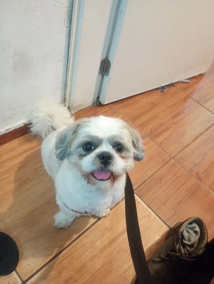 Cachorro raça Shitzu idade 1 ano nome Cintia Conceicao da Silva