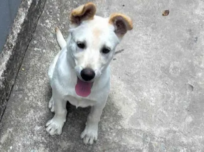 Cachorro raça Labrador idade 2 a 6 meses nome Beethoven 