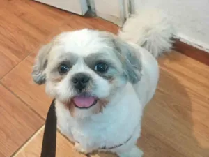 Cachorro raça Shitzu idade 1 ano nome Cintia Conceicao da Silva