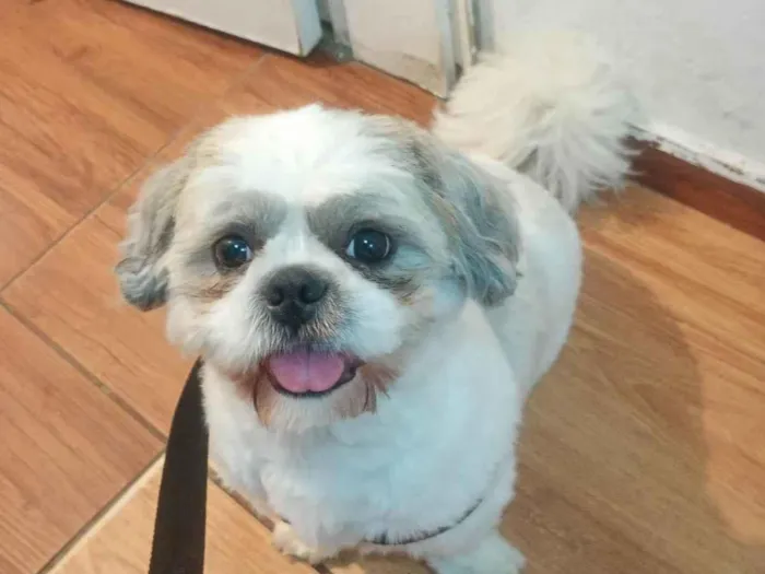 Cachorro raça Shitzu idade 1 ano nome Cintia Conceicao da Silva
