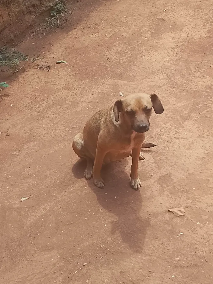Cachorro ra a Fila idade 2 a 6 meses nome Mel 