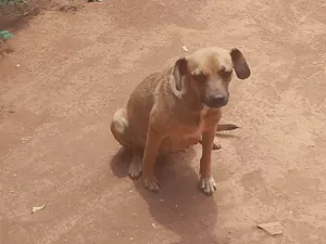 Cachorro raça Fila idade 2 a 6 meses nome Mel 
