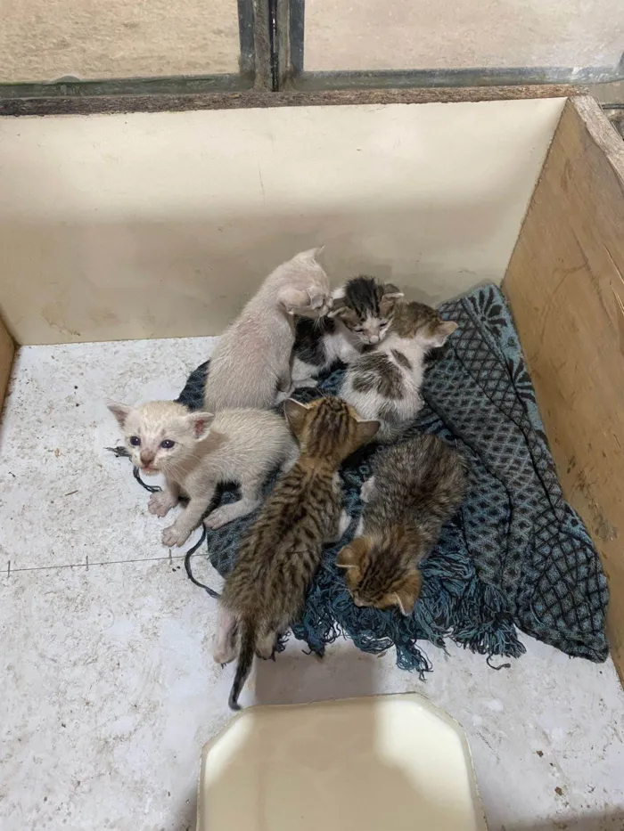 Gato ra a SRD-ViraLata idade Abaixo de 2 meses nome 6 Gatinhos