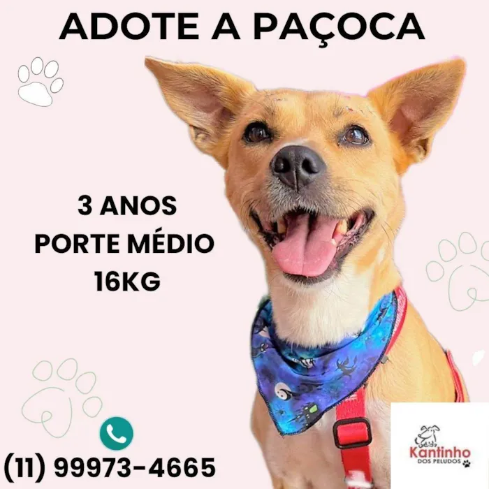 Cachorro ra a SRD-ViraLata idade 3 anos nome Paçoca