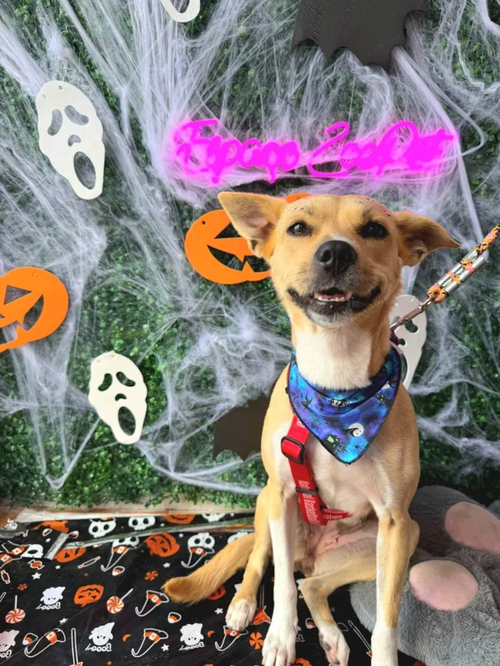 Cachorro ra a SRD-ViraLata idade 3 anos nome Paçoca