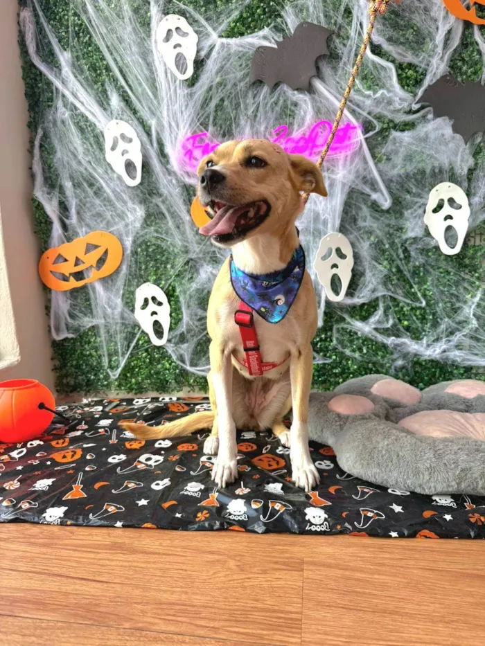 Cachorro ra a SRD-ViraLata idade 3 anos nome Paçoca