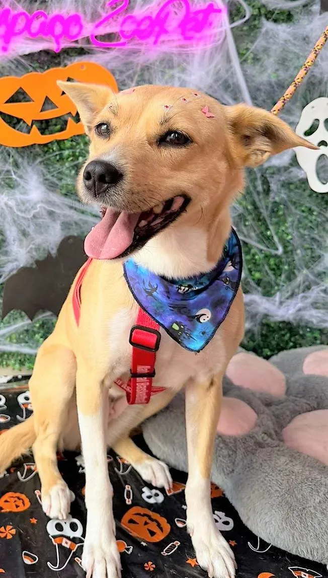 Cachorro ra a SRD-ViraLata idade 3 anos nome Paçoca