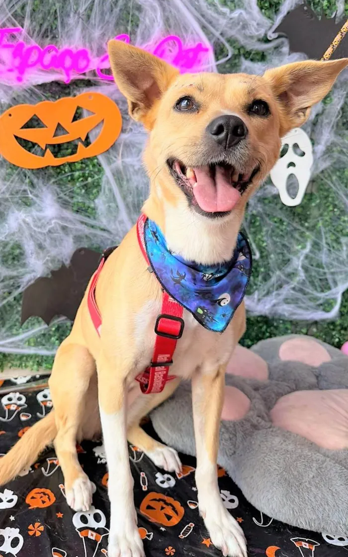 Cachorro ra a SRD-ViraLata idade 3 anos nome Paçoca