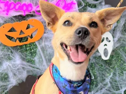 Cachorro raça SRD-ViraLata idade 3 anos nome Paçoca