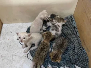 Gato ra a SRD-ViraLata idade Abaixo de 2 meses nome 6 Gatinhos