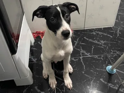 Cachorro raça SRD-ViraLata idade 2 a 6 meses nome Mike