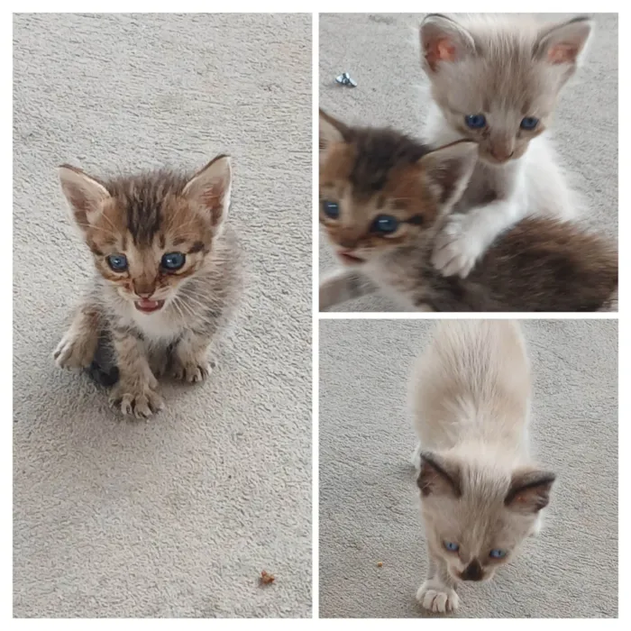 Gato ra a SRD-ViraLata idade Abaixo de 2 meses nome Sem nome 