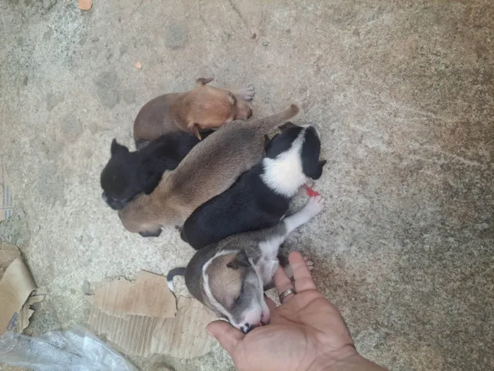 Cachorro raça SRD-ViraLata idade Abaixo de 2 meses nome Nao tem nome ainda 