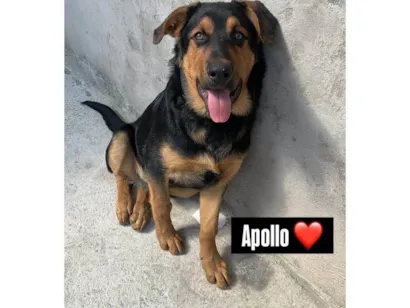 Cachorro raça Pastor Alemão idade 7 a 11 meses nome Apolo