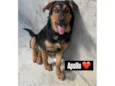 Cachorro ra a Pastor Alemão idade 7 a 11 meses nome Apolo