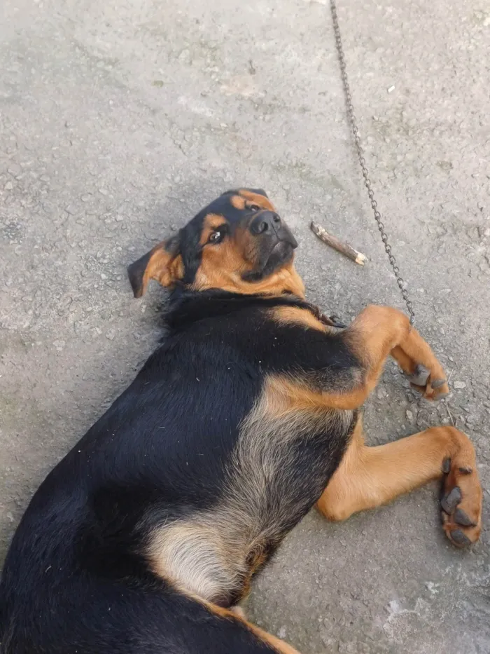 Cachorro ra a Pastor Alemão idade 7 a 11 meses nome Apolo