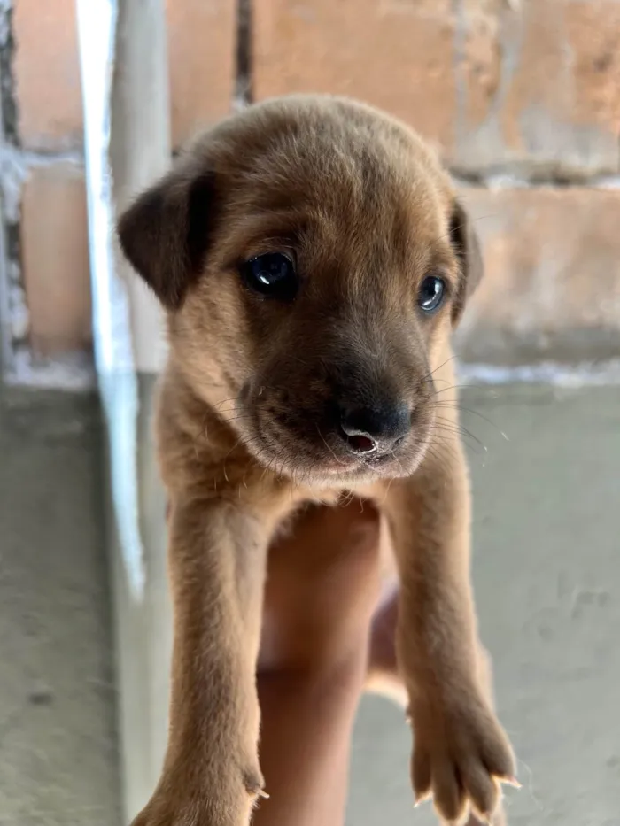 Cachorro ra a SRD-ViraLata idade 2 a 6 meses nome Babi e Theo