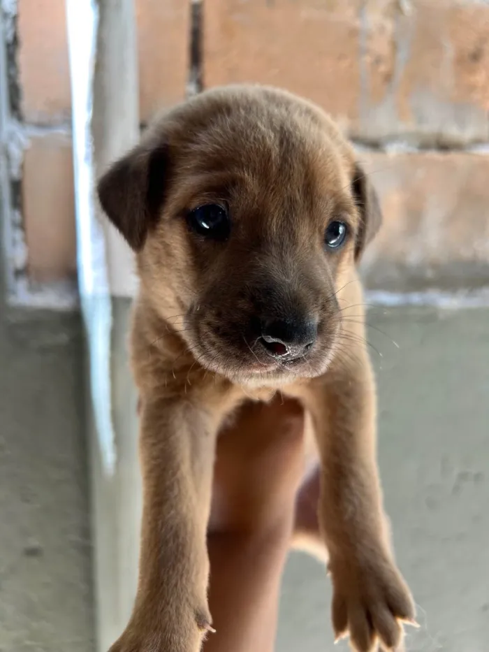 Cachorro ra a SRD-ViraLata idade 2 a 6 meses nome Babi e Theo