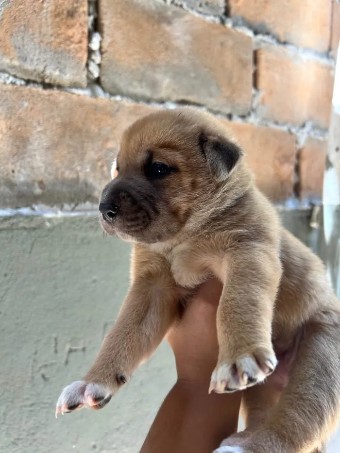 Cachorro ra a SRD-ViraLata idade 2 a 6 meses nome Babi e Theo