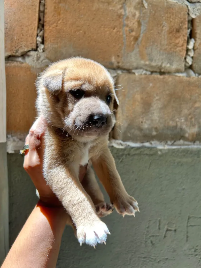 Cachorro ra a SRD-ViraLata idade 2 a 6 meses nome Babi e Theo
