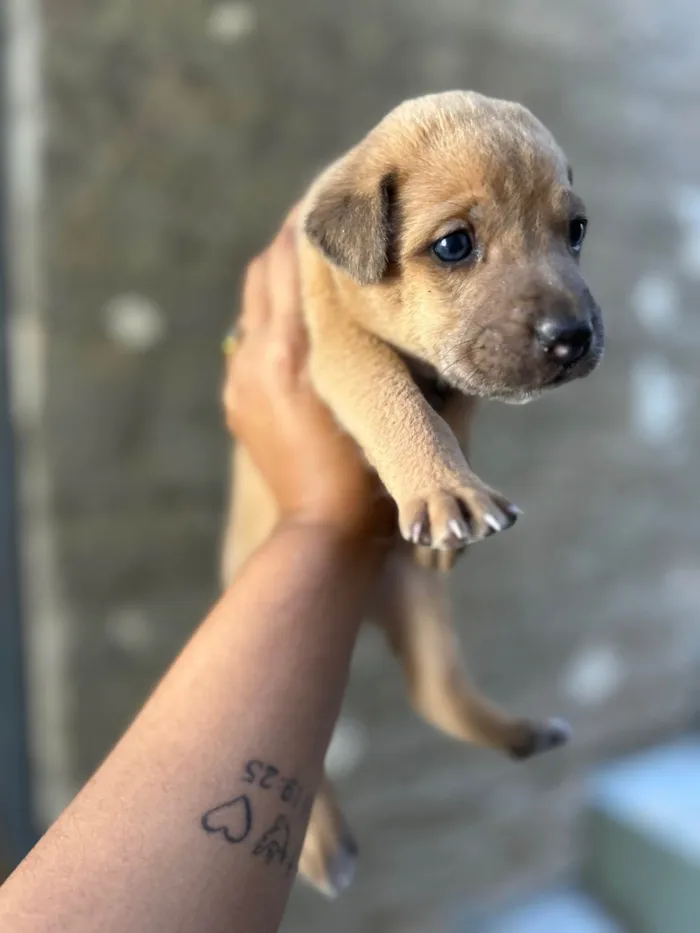 Cachorro ra a SRD-ViraLata idade 2 a 6 meses nome Babi e Theo