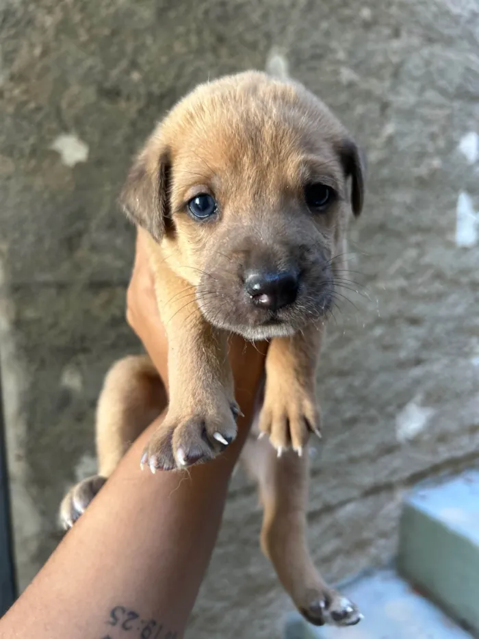 Cachorro ra a SRD-ViraLata idade 2 a 6 meses nome Babi e Theo