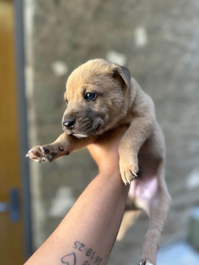Cachorro ra a SRD-ViraLata idade 2 a 6 meses nome Babi e Theo