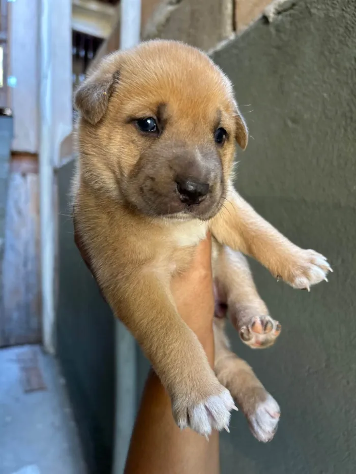 Cachorro ra a SRD-ViraLata idade 2 a 6 meses nome Babi e Theo