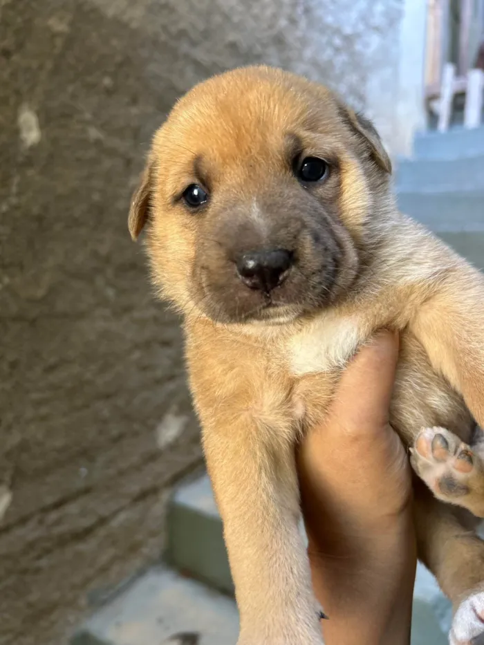 Cachorro ra a SRD-ViraLata idade 2 a 6 meses nome Babi e Theo