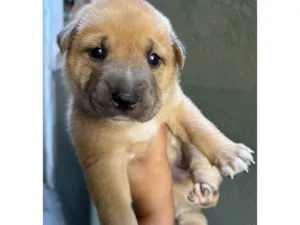 Cachorro raça SRD-ViraLata idade 2 a 6 meses nome Babi e Theo