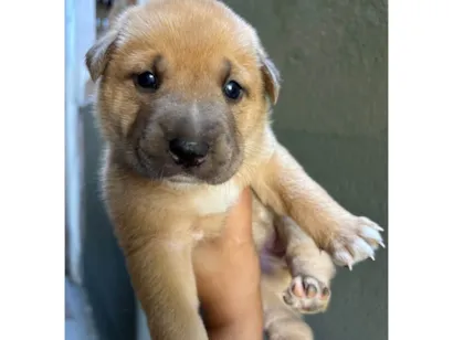 Cachorro raça SRD-ViraLata idade 2 a 6 meses nome Babi e Theo