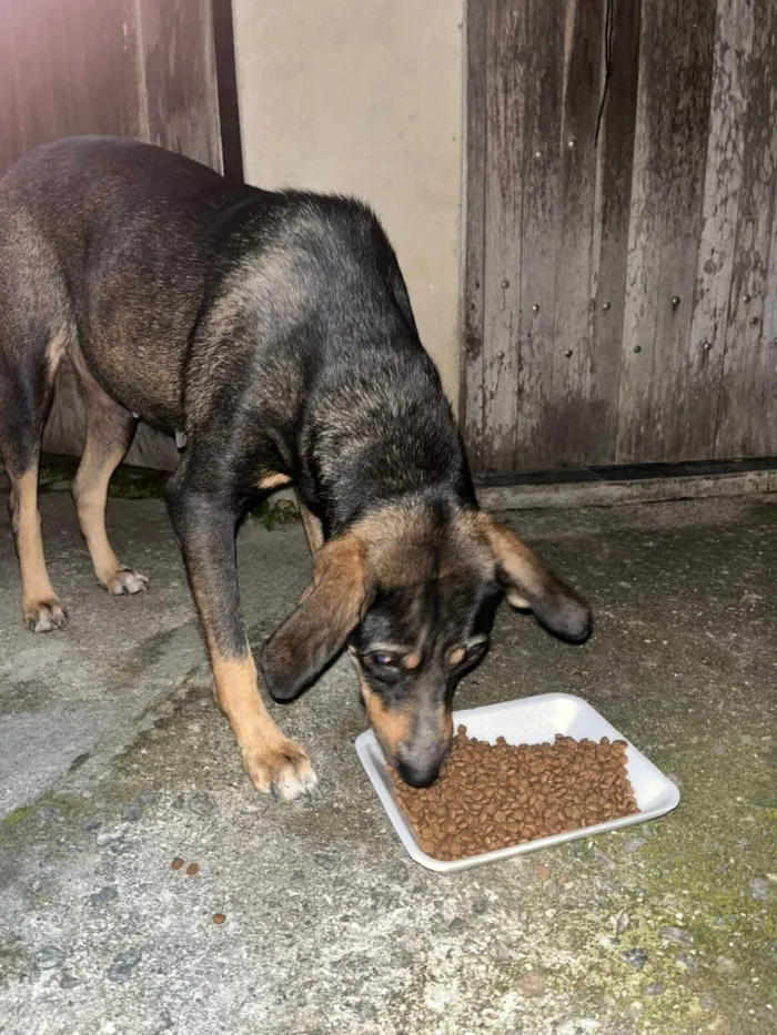 Cachorro ra a SRD-ViraLata idade 3 anos nome Sem nome
