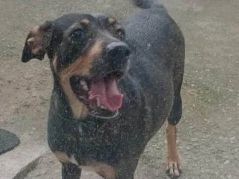 Cachorro ra a SRD-ViraLata idade 3 anos nome Sem nome