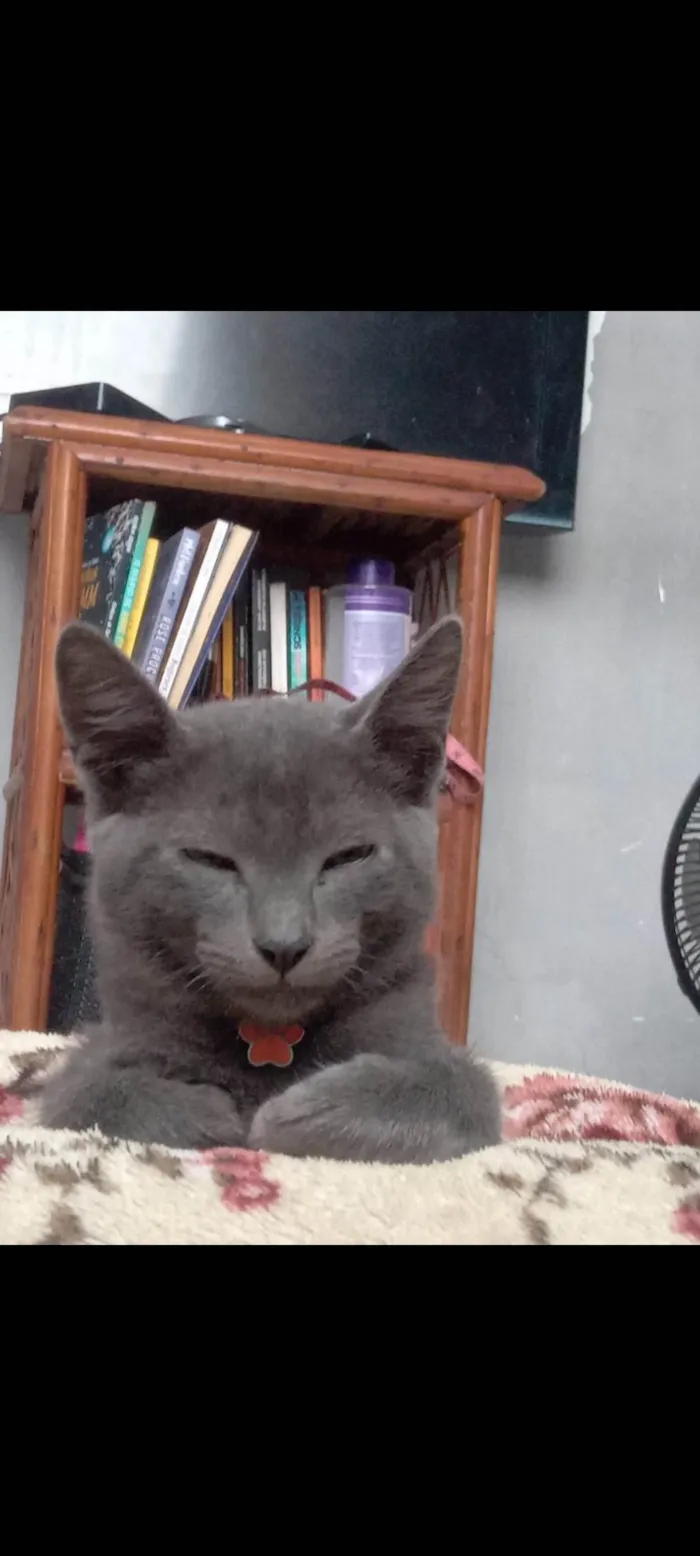 Gato ra a SRD-ViraLata idade 2 a 6 meses nome Jhon