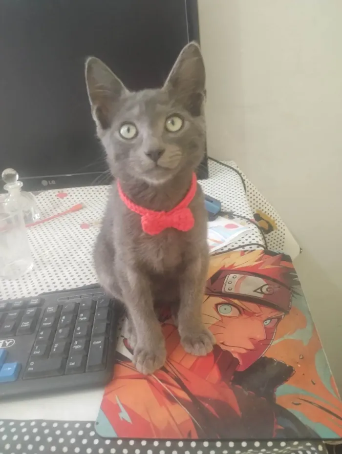 Gato ra a SRD-ViraLata idade 2 a 6 meses nome Jhon