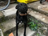 Cachorro raça SRD-ViraLata idade 3 anos nome Pituca