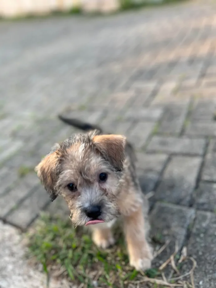 Cachorro ra a Lhasa Apso idade 2 a 6 meses nome Thor