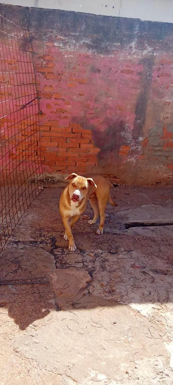 Cachorro ra a Pit-Bull idade 1 ano nome Thor 
