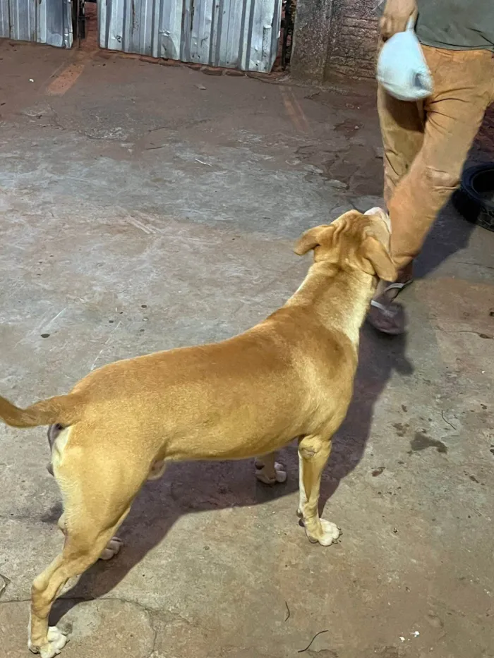 Cachorro ra a Pit-Bull idade 1 ano nome Thor 