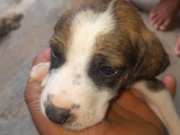 Cachorro ra a SRD-ViraLata idade 2 a 6 meses nome Aquiles