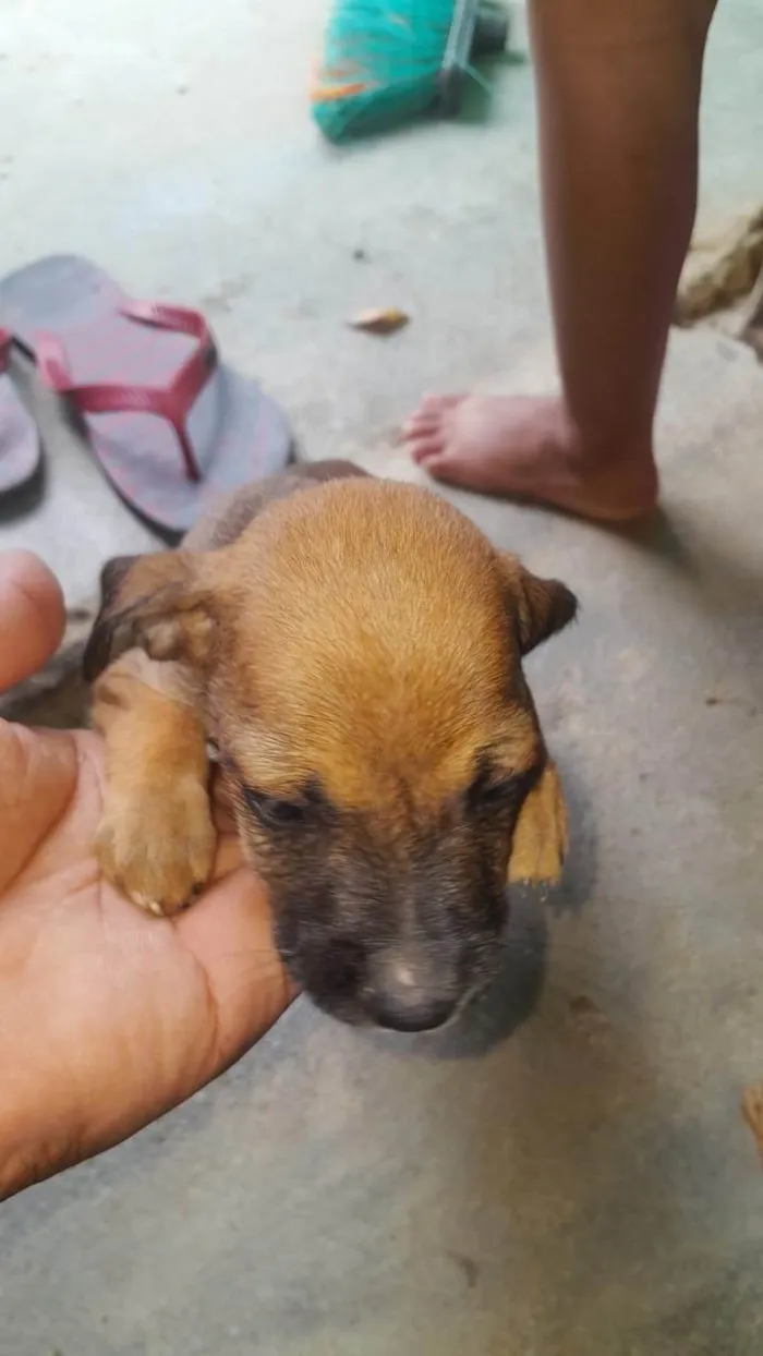 Cachorro ra a SRD-ViraLata idade 2 a 6 meses nome Zeus