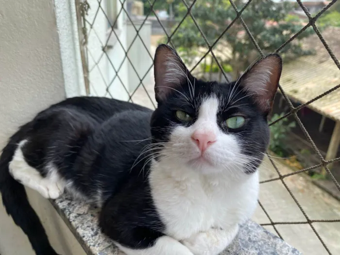 Gato ra a SRD-ViraLata idade 1 ano nome Rocket