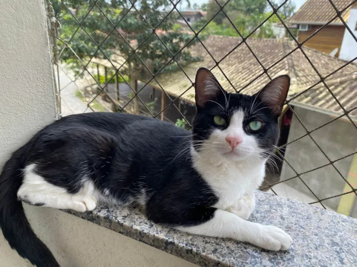 Gato ra a SRD-ViraLata idade 1 ano nome Rocket