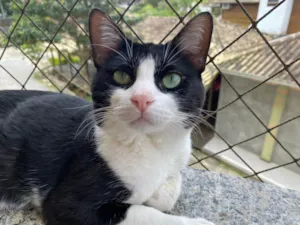 Gato raça SRD-ViraLata idade 1 ano nome Rocket