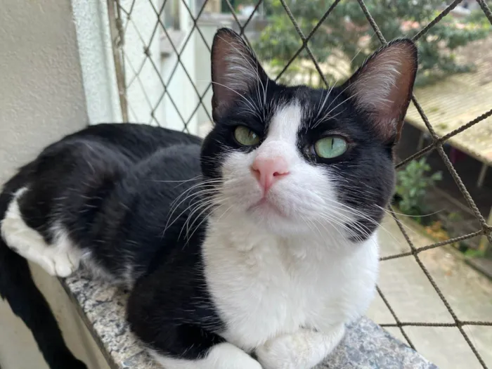 Gato ra a SRD-ViraLata idade 1 ano nome Rocket