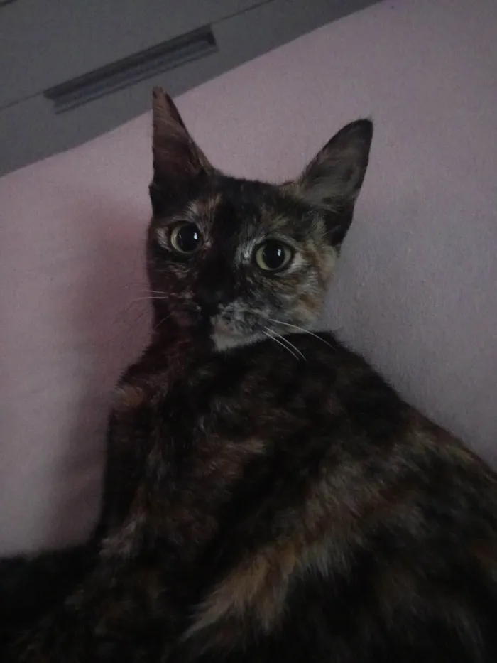 Gato ra a SRD-ViraLata idade 2 a 6 meses nome Mia 