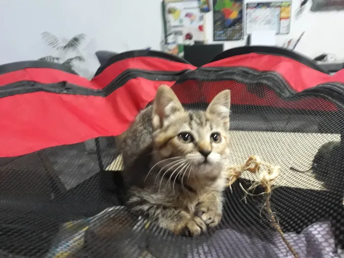 Gato ra a SRD-ViraLata idade 2 a 6 meses nome Filhote de gatinha