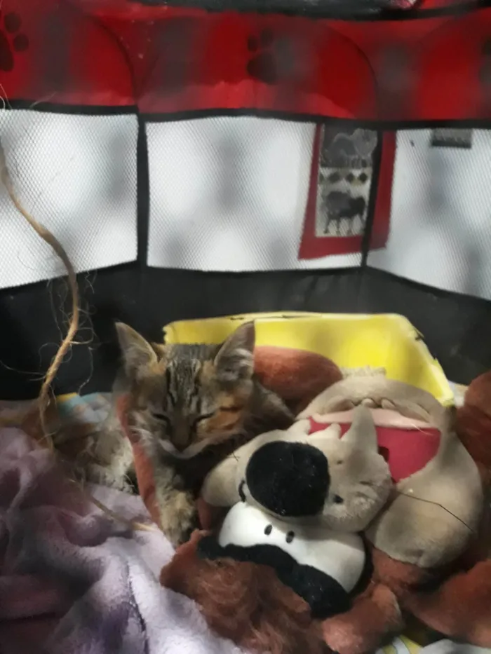 Gato ra a SRD-ViraLata idade 2 a 6 meses nome Filhote de gatinha