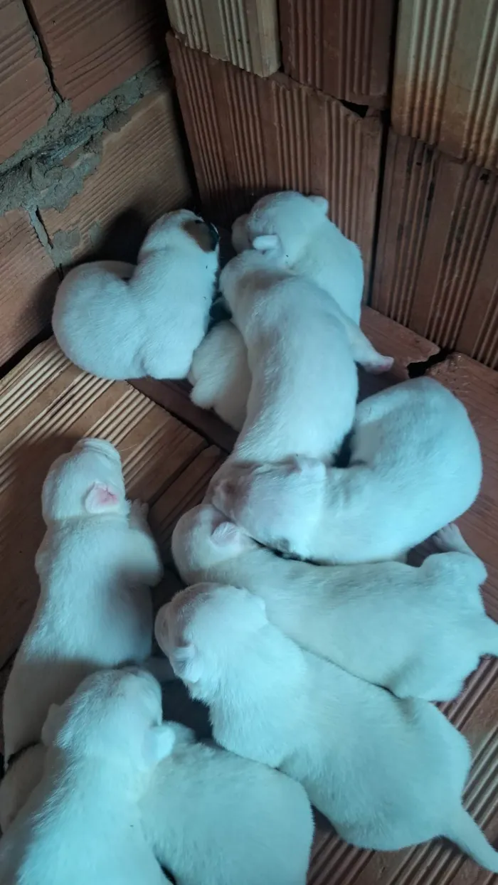 Cachorro ra a SRD-ViraLata idade Abaixo de 2 meses nome pequeno